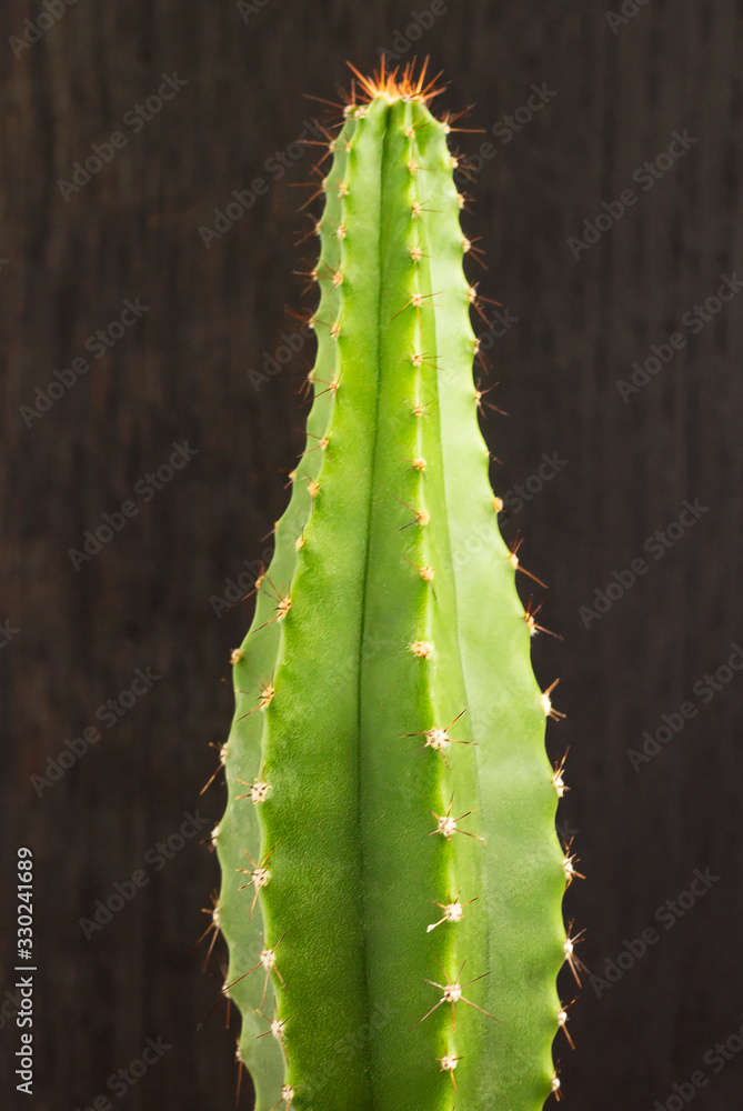 Fragment of a mini-cactus Cereus validus (wax candle) on a black wooden background. Fragment of a mini-cactus Cereus validus (wax candle) on a black wooden background.