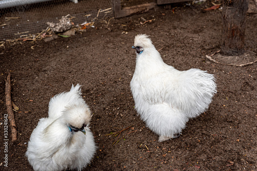 fluffy white female silkie chickens on a farm