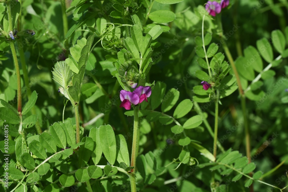 Common vetch is a weed that blooms dark purple flowers on the roadside in spring. Common vetch is a weed that blooms dark purple flowers on the roadside in spring.