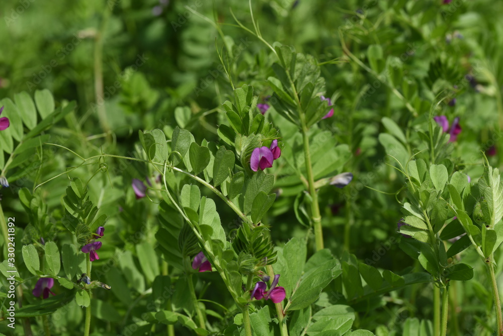Obraz premium Common vetch is a weed that blooms dark purple flowers on the roadside in spring.