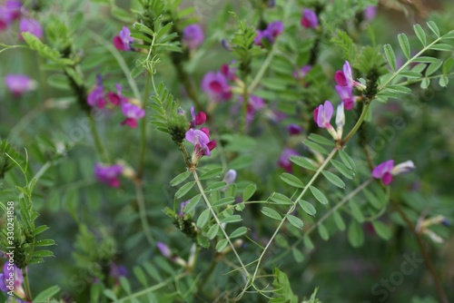 Photos Common vetch is a weed that blooms dark purple flowers on the roadside in spring