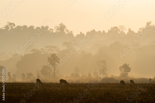 Family hog deer walking in foggy forest fresh air morning goldern light. at Wildlife Sanctuary of Thailand.
