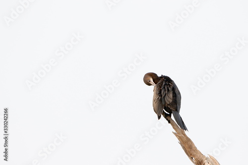 Fototapeta Naklejka Na Ścianę i Meble -  bird on a branch
