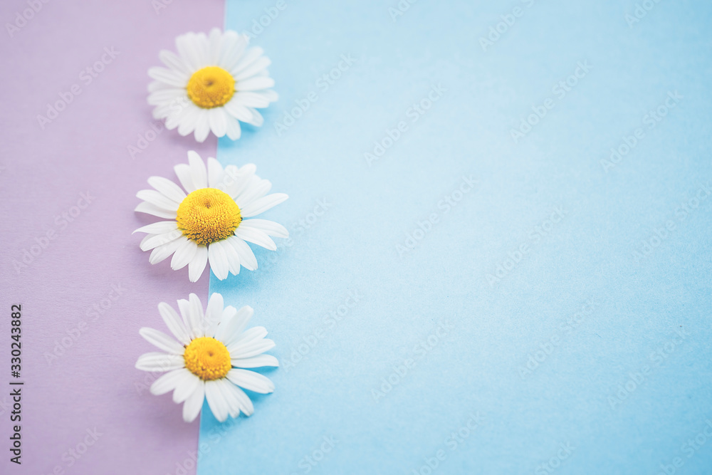 Obraz premium Gänseblümchen, Margeriten - Blüten auf buntem Karton, Vorlage für Design, Hintergrund
