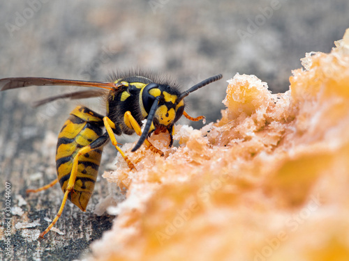 Obraz na plátně P1010039 German yellowjacket Vespula germanica feeding on salmon cECP 2019