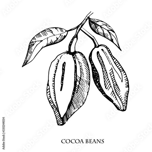 Cocoa beans vector set illustration.Vintage ink hand drawn beans, isolated on white background.Isolated botanical cooking object.