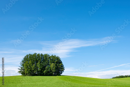 Mild Seven Hills Group of Pine Trees on Green Hill in Summer Blue Sky Day. Biei Patchwork Road  Biei  Hokkaido  Japan