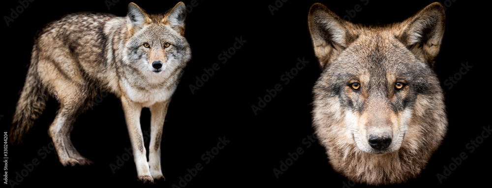 Template of Coyote and wolf with a black background