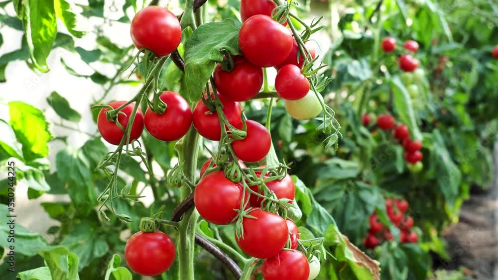 Fresh bunch of red ripe and unripe tomatoes growing in homemade greenhouse, illuminated by daylight. Low depth of field and blurred background. 4K VIDEO Fresh bunch of red ripe and unripe tomatoes growing in homemade greenhouse, illuminated by daylight. Low depth of field and blurred background. 4K VIDEO