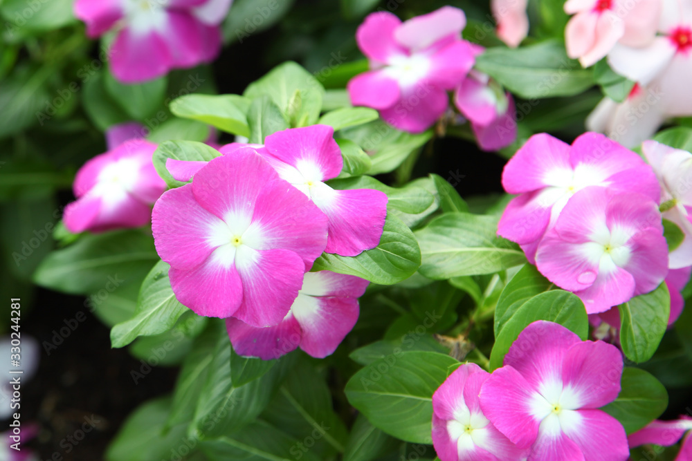 Beautiful Impatiens flowers for background Beautiful Impatiens flowers for background