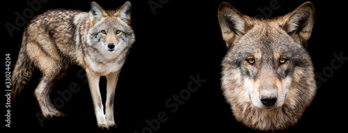 Obraz na płótnie Template of Coyote and wolf with a black background w salonie