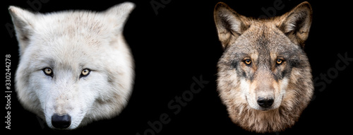 Template of wolfs with a black background