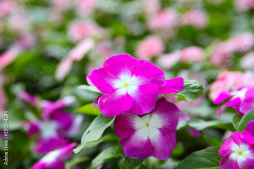 Beautiful Impatiens flowers for background
