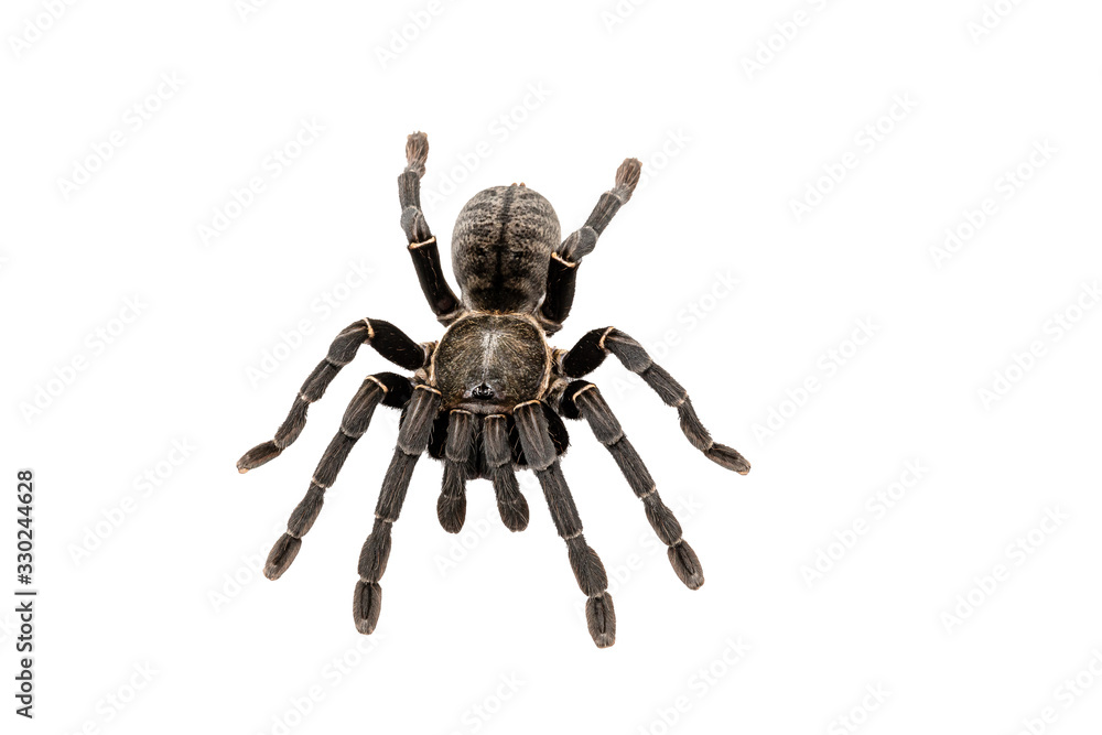 Asian species Tarantula spider Found in Thailand, the scientific name is Asian species Tarantula spider Found in Thailand, the scientific name is