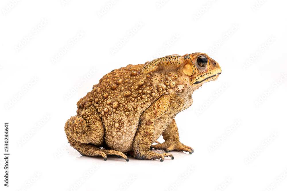 Asian Toad (Duttaphrynus melanostictus) isolated on white background. (This has clipping path) Asian Toad (Duttaphrynus melanostictus) isolated on white background. (This has clipping path)