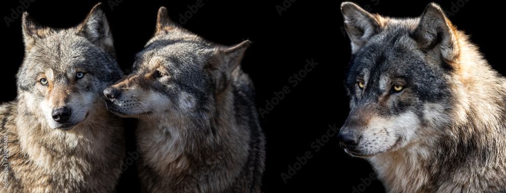Template of Grey wolf with a black background