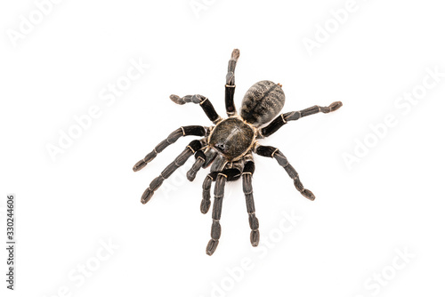 Asian species Tarantula spider Found in Thailand, the scientific name is "Haplopelma minax Theraphosidae Haplopelma". © ณัฐวุฒิ เงินสันเทียะ