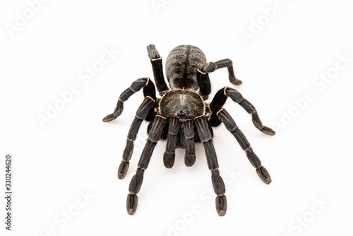 Asian species Tarantula spider Found in Thailand, the scientific name is "Haplopelma minax Theraphosidae Haplopelma".