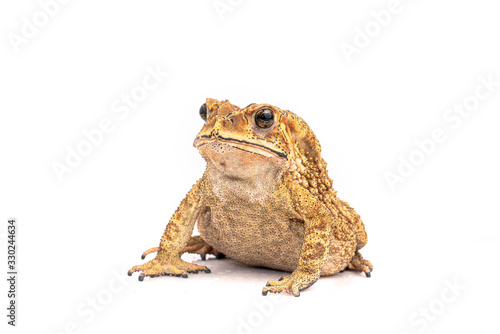 Asian Toad (Duttaphrynus melanostictus) isolated on white background. (This has clipping path)