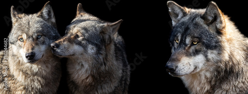 Obraz na płótnie Template of Grey wolf with a black background w salonie