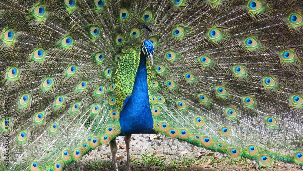 Obraz premium peacock with feathers out