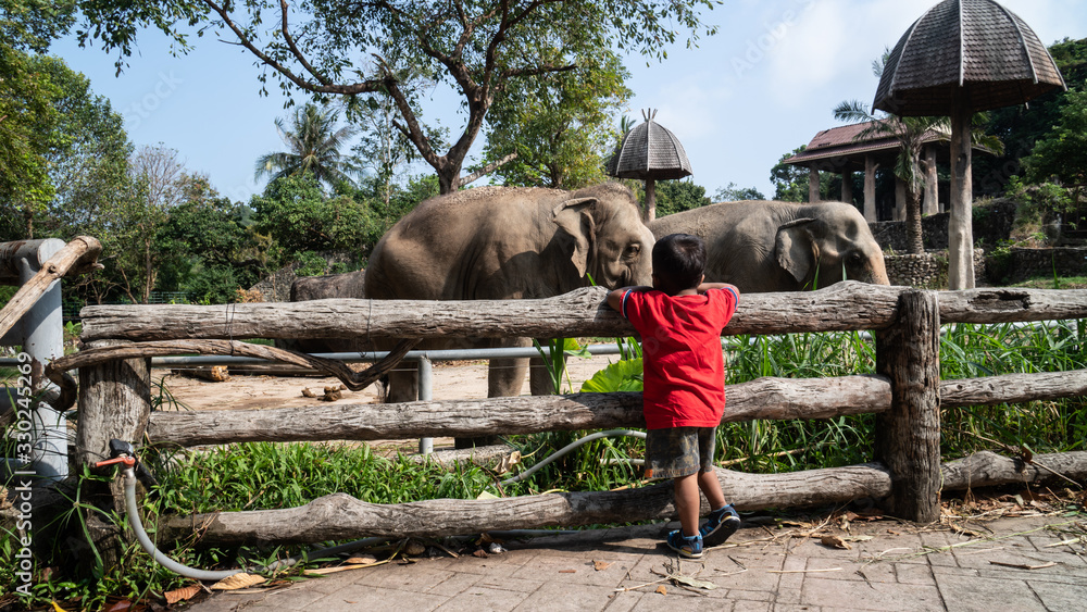 Fototapeta premium cute little asian little boy looking elephant