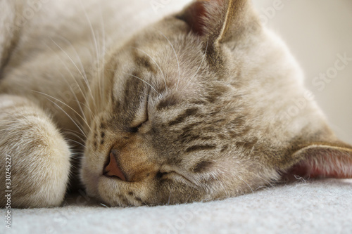 Sleeping Australian Mist cat © Atsushi