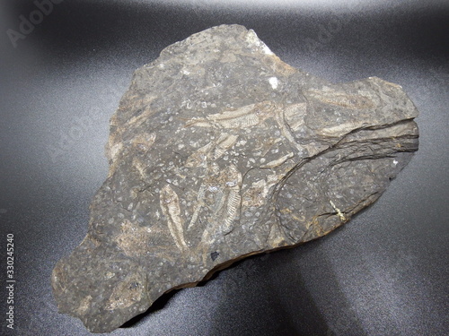 Fossilized fish in a black rock