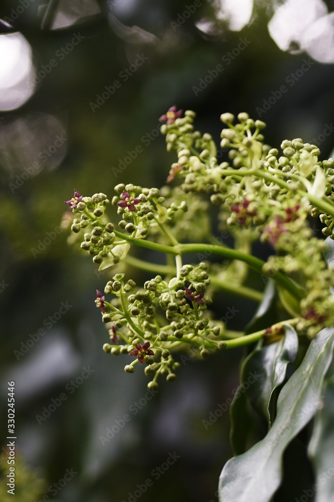 Japanese aucuba flowers / Japanese aucuba has four petals of reddish brown in spring. Japanese aucuba flowers / Japanese aucuba has four petals of reddish brown in spring.
