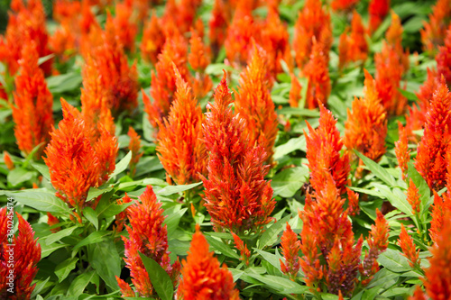 Red Dwarf Plumed Cockscomb Celosia flower