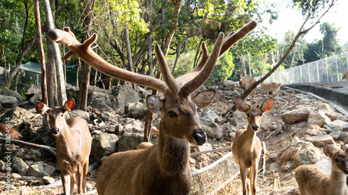 Deer animal in the natural