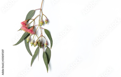 Australian native eucalyptus leaves and flowering gum nuts on a white background photographed from above.	