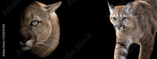 Template of Cougar with a black background