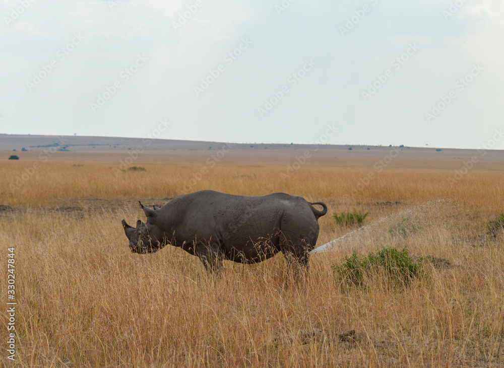 Obraz premium Black Rhino urinating seen at Masai Mara, Kenya, Africa