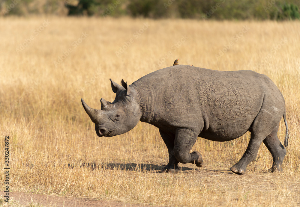 Obraz premium Black Rhino crossing the forest trail at Masai Mara, Kenya, Africa