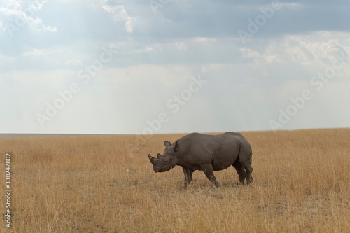 Black Rhino walking in dry grassland at Masai Mara  Kenya  Africa