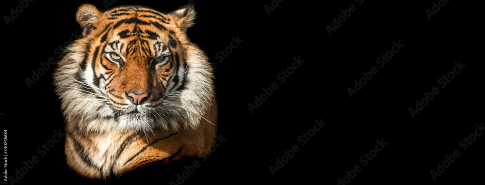 Naklejka Template of Tiger with a black background