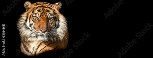 Template of Tiger with a black background