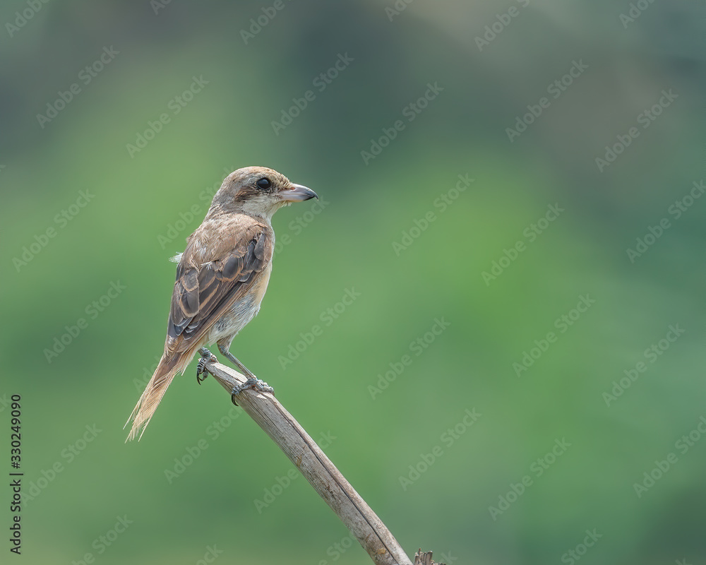 Close up of Brown Shrike (Lanius cristatus) perching with blurry background Close up of Brown Shrike (Lanius cristatus) perching with blurry background