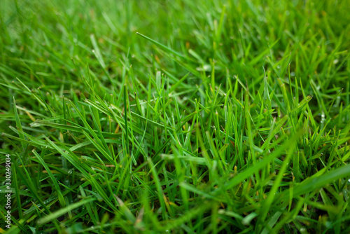 Close up beautiful green grass in the summertime.