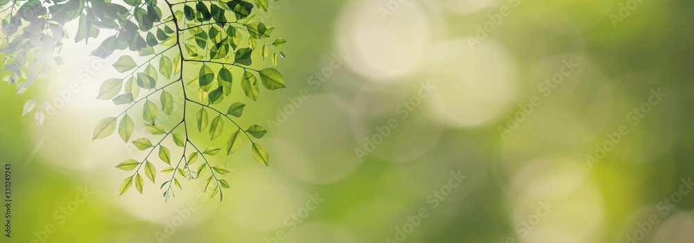 Twig with beautiful green leaves, blurred nature background Twig with beautiful green leaves, blurred nature background