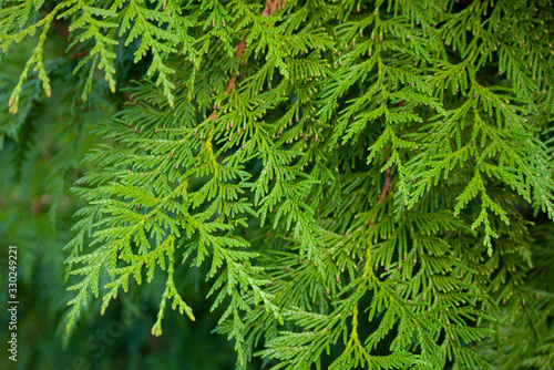 Thuja plicata, commonly called western red cedar or Pacific red cedar, is a species of Thuja, an evergreen coniferous tree in the cypress family Cupressaceae native to western North America. photo