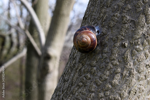 A grape snail sits on a tree. In spring, nature comes to life.