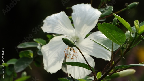 White Flower Closeup