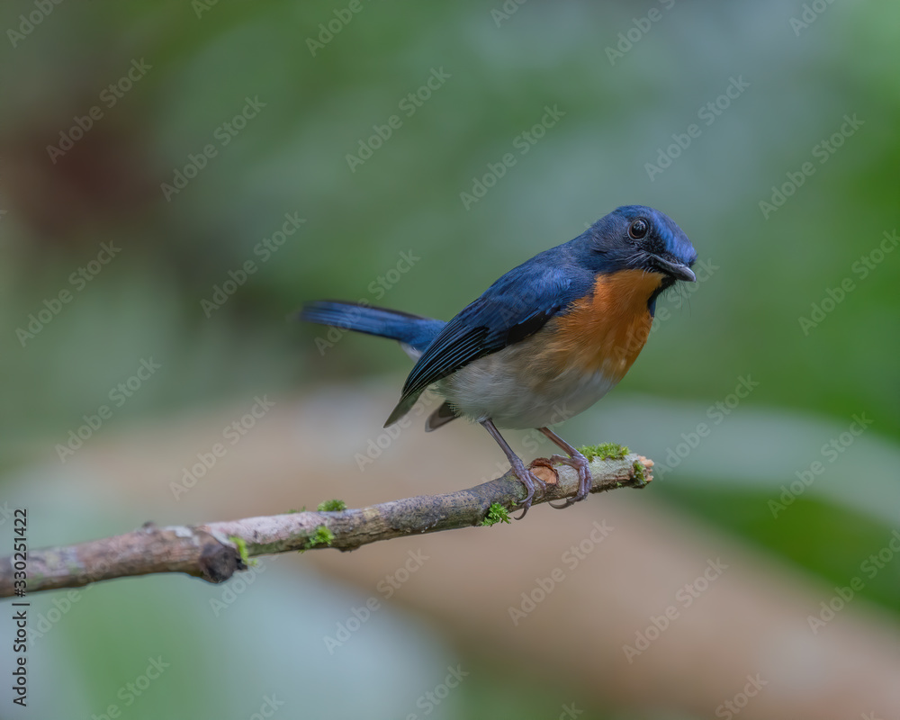 Indochinese Blue Flycatcher (Cyornis sumatrensis) perching on a tree branch