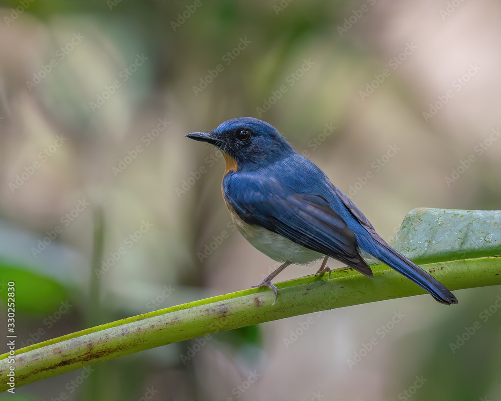 Obraz premium Indochinese Blue Flycatcher (Cyornis sumatrensis) perching on a tree branch