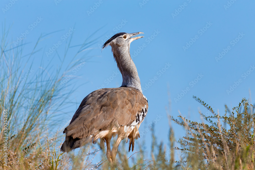 big bird Kori Bustard in african bush against blue sky, Kalahari South Africa, Africa wildlife big bird Kori Bustard in african bush against blue sky, Kalahari South Africa, Africa wildlife