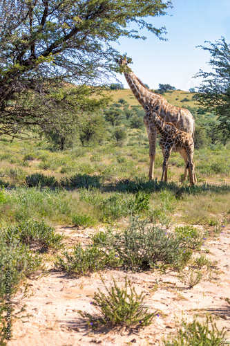 cute Giraffe with calf in Kalahari  green desert after rain season. Kgalagadi Transfrontier Park  South Africa wildlife safari