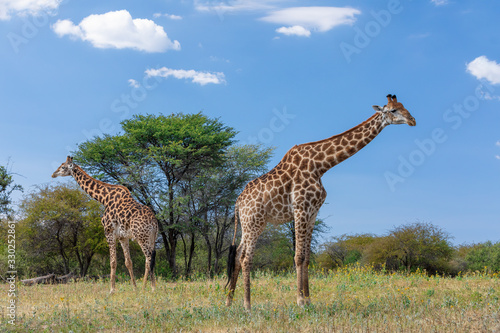 two south African giraffe, cute portrait of wild animal, Khama rhino sanctuary, Botswana safari wildlife