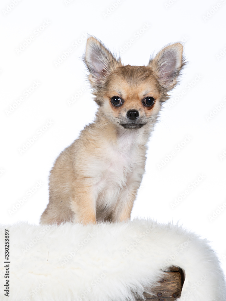 Cute chihuahua portrait. Image taken in studio with white background. Cute chihuahua portrait. Image taken in studio with white background.